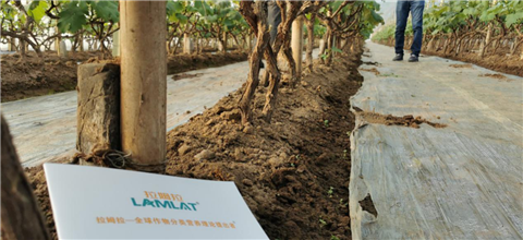 水溶肥，拉姆拉，翠姆