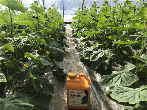 水溶肥，拉姆拉，翠姆