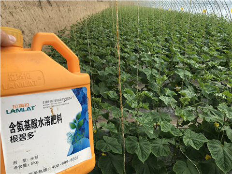 水溶肥，拉姆拉，翠姆