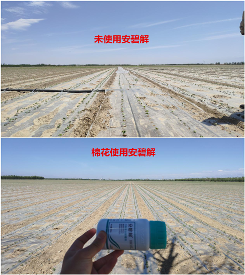 安碧解，拉姆拉，翠姆