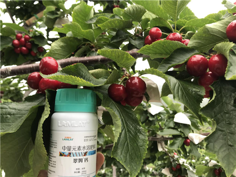 水溶肥，拉姆拉，翠姆