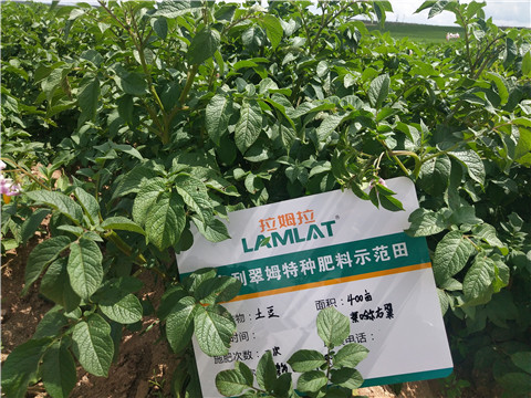 安碧解，拉姆拉，翠姆