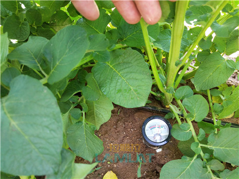 安碧解，拉姆拉，翠姆