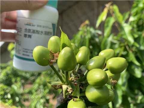 氨基酸水溶肥，拉姆拉，翠姆