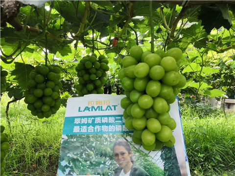 水溶肥，拉姆拉，翠姆