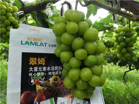 水溶肥，拉姆拉，翠姆