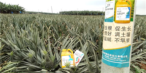 水溶肥，拉姆拉，翠姆