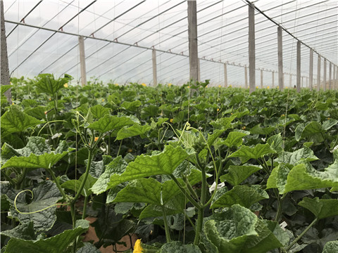 小分子有機(jī)碳，拉姆拉，翠姆