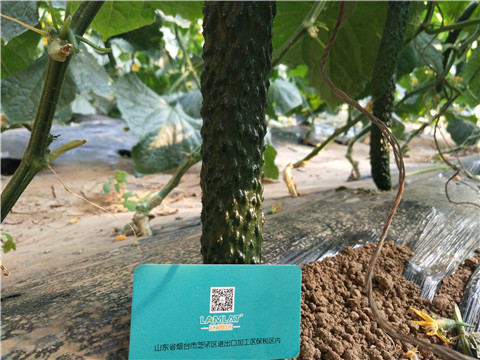 小分子有機(jī)碳，拉姆拉，翠姆