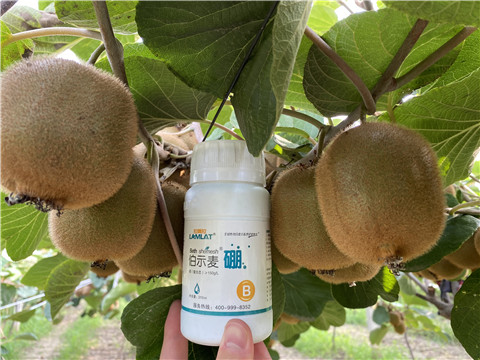 硼肥，拉姆拉，翠姆