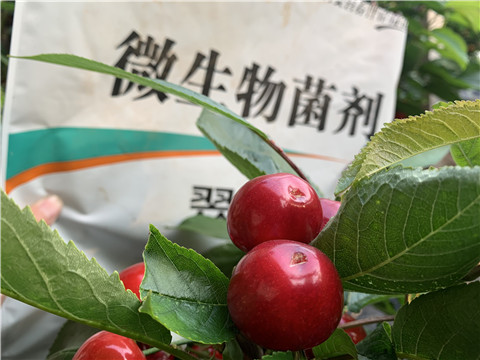 微生物菌劑，拉姆拉，翠姆