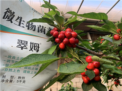 微生物菌劑，拉姆拉，翠姆