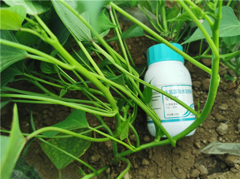 水溶肥，拉姆拉，翠姆