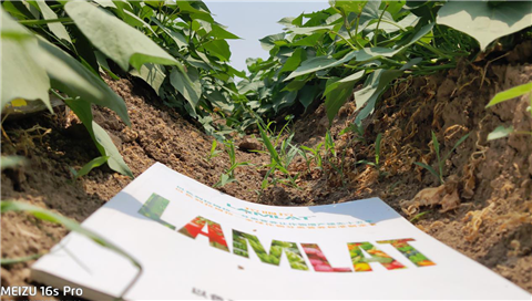 水溶肥，拉姆拉，翠姆