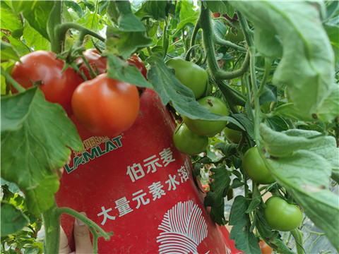 水溶肥，拉姆拉，伯示麥