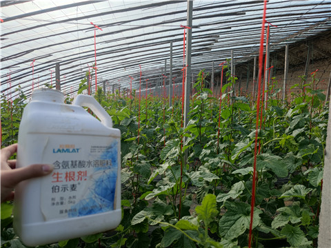 水溶肥，拉姆拉，翠姆