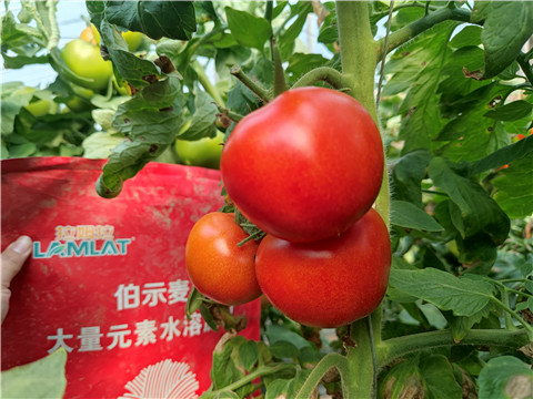 水溶肥，拉姆拉，伯示麥 