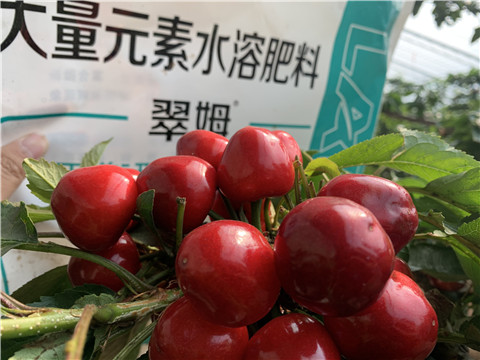 水溶肥，拉姆拉，翠姆