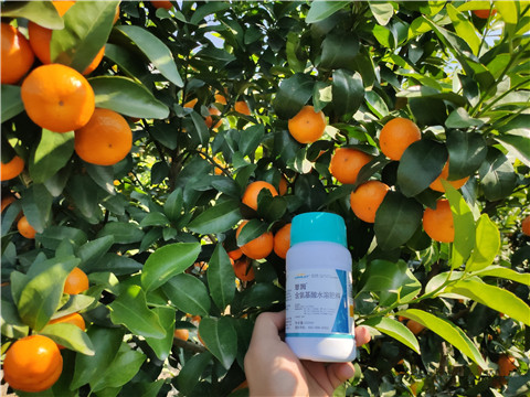 葉面肥，拉姆拉，翠姆