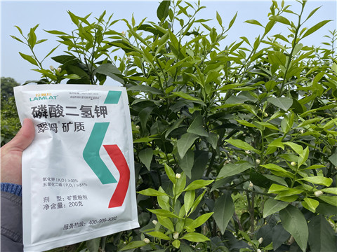 葉面肥，拉姆拉，翠姆