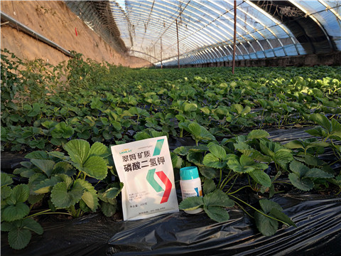 草莓施肥管理，拉姆拉，翠姆