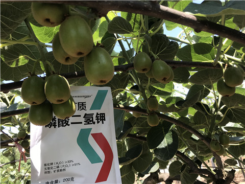 水溶肥，拉姆拉，翠姆