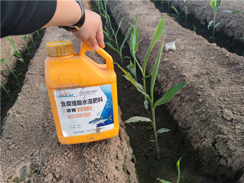 大姜，拉姆拉，翠姆