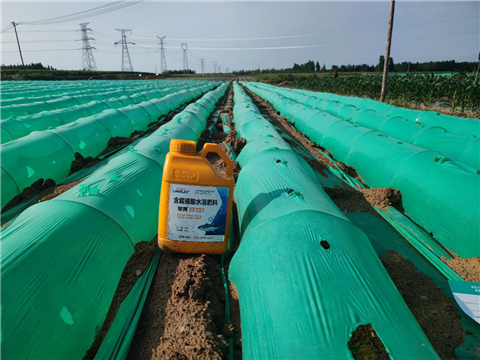 大姜，拉姆拉，翠姆