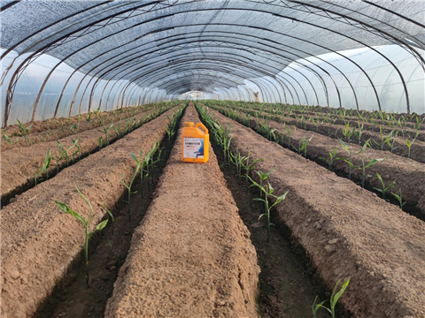 大姜，拉姆拉，翠姆