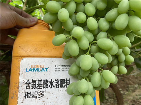 生根劑，翠姆，拉姆拉