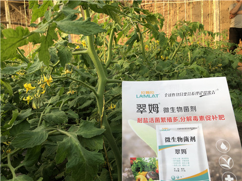 微生物菌劑，翠姆，拉姆拉