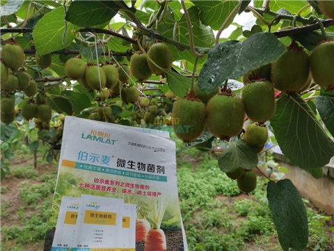 生根劑，翠姆，拉姆拉