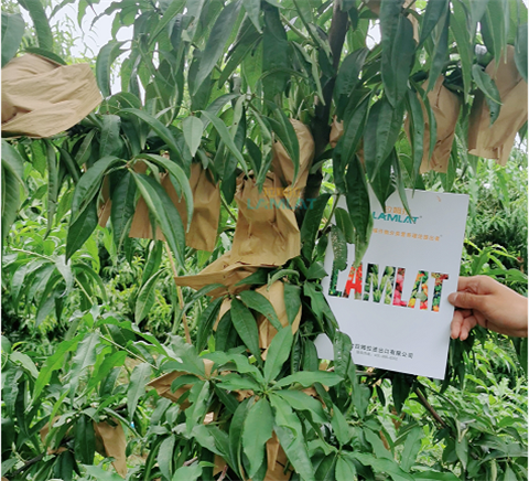 水溶肥，翠姆，拉姆拉