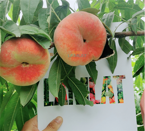 水溶肥，翠姆，拉姆拉