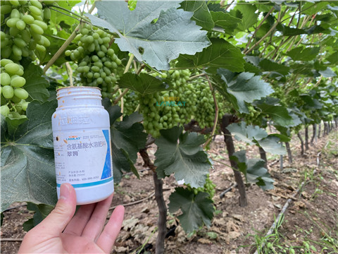 水溶肥，翠姆，拉姆拉