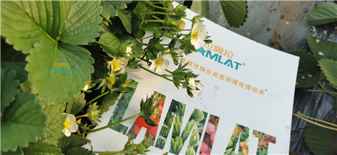 鈣肥，翠姆，拉姆拉