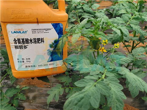 水溶肥，翠姆，拉姆拉