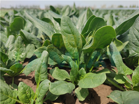 水溶肥，翠姆，拉姆拉