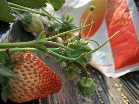 水溶肥，翠姆，拉姆拉