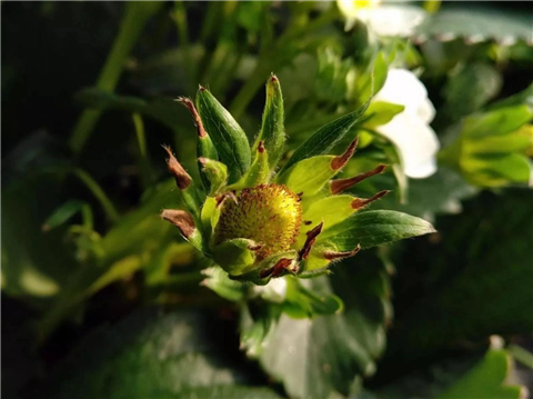 鈣肥，翠姆，拉姆拉