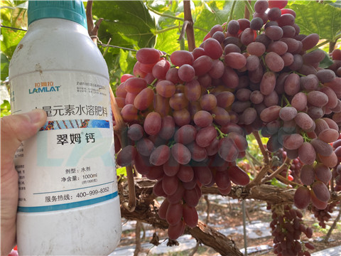 鈣肥，拉姆拉，翠姆