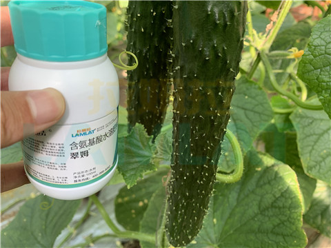 水溶肥，拉姆拉，翠姆