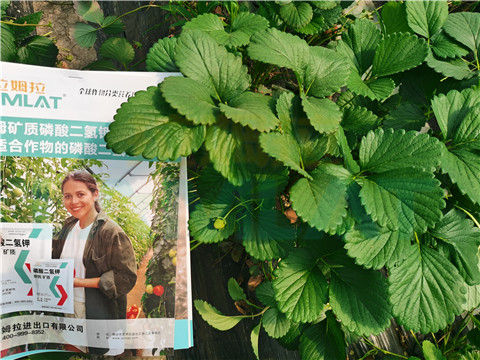 l磷酸二氫鉀，拉姆拉，翠姆