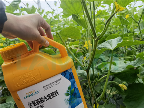 生根劑，拉姆拉，翠姆