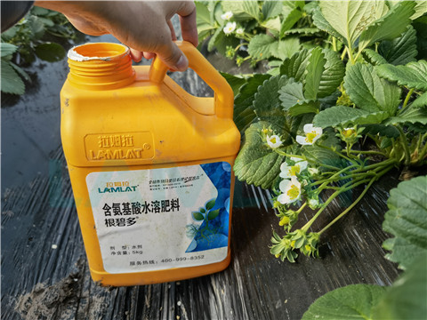 水溶肥，拉姆拉，翠姆