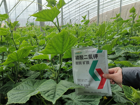 水溶肥，翠姆，拉姆拉