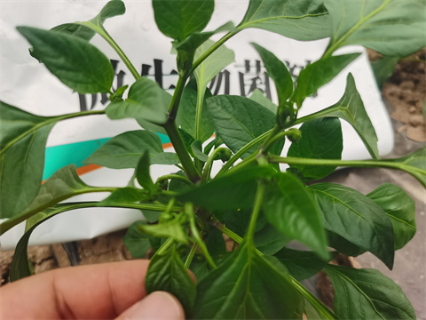 水溶肥，翠姆，拉姆拉