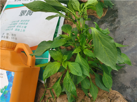 水溶肥廠家,翠姆,辣椒水溶肥 水溶肥廠家,翠姆,辣椒水溶肥