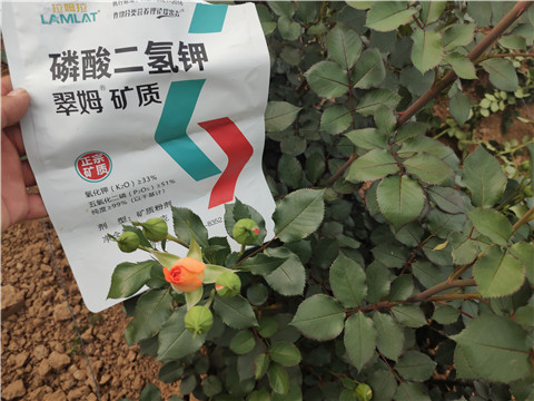 水溶肥廠家,翠姆,玫瑰水溶肥 水溶肥廠家,翠姆,玫瑰水溶肥