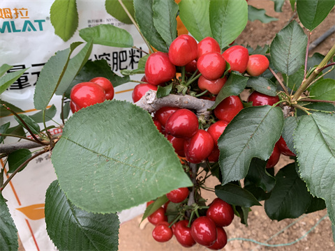 水溶肥,翠姆,櫻桃水溶肥 水溶肥,翠姆,櫻桃水溶肥